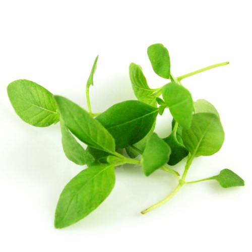 Bazalka Citrónová Lemon Basil semená na mikrozeleninu 1 kg